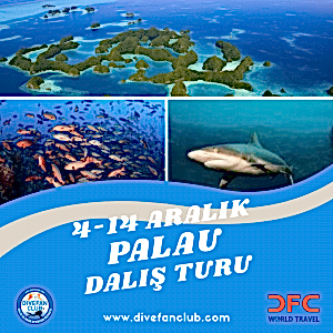 🌊 4-14 ARALIK PALAU DALIŞ TURU