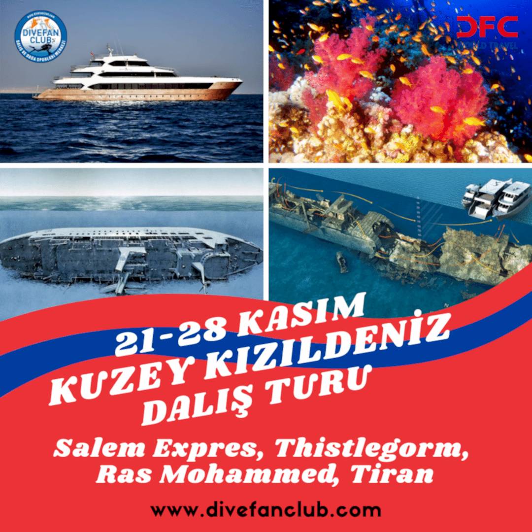 kasım kzld